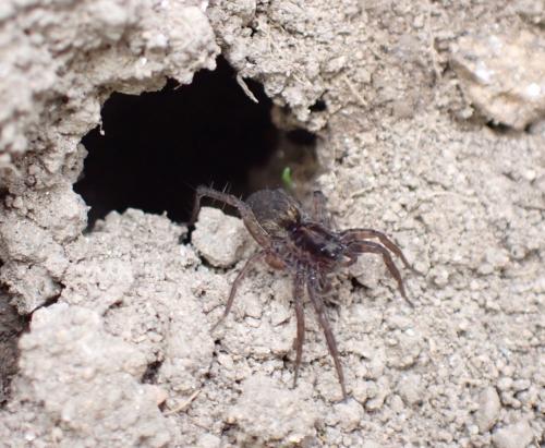Pardosa sp.